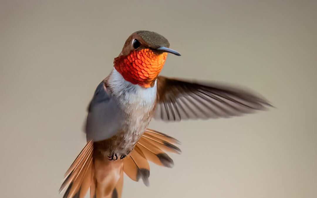 Birding in Tucson: A Symphony of Feathers and Nature’s Wonders